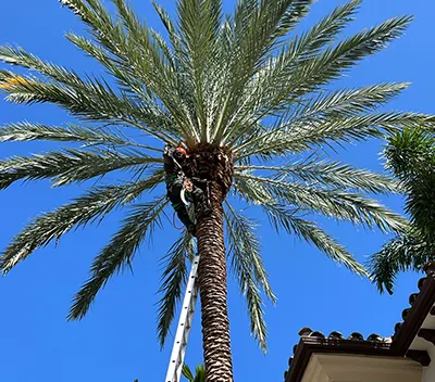 Palm & Tree Trimming